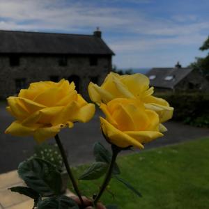 two yellow roses in a vase in a yard at The Old Farmhouse B&B in Dyffryn
