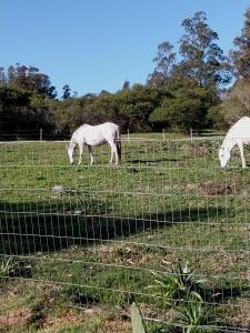 dois cavalos brancos a pastar num campo atrás de uma vedação em La casa del Lago em Pan de Azúcar