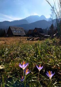 a field with purple flowers in front of a house at tatra homes in Kościelisko