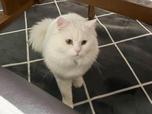 un gato blanco parado en un suelo de baldosa en Family Resort An - Vacation STAY 16509 en Nasu-yumoto