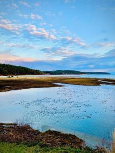 a large body of water with birds in the water at Beautiful Oceanview Retreat 2 Bedroom Home in Port Hadlock