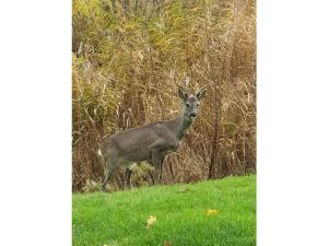 Gallery image of Beachvilla Grachtenblik in Makkum