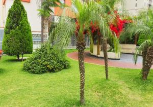 un gruppo di palme in un parco di Dpto Amoblado en San Miguel 2 a Lima