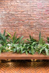 a row of plants on a wooden bench against a brick wall at Lola’s home in Asuncion