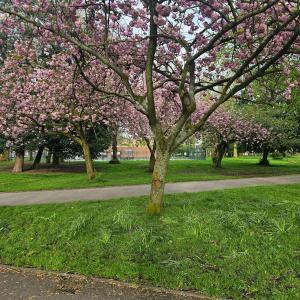 a tree with pink flowers on it in a park at Alexandra Park in Manchester