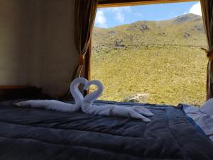 two white swans on a bed in front of a window at Chakana templo de montaña in Chimborazo