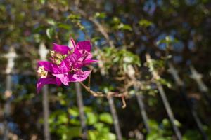 una flor púrpura está creciendo en un árbol en Casa Terra Mani, en Álika