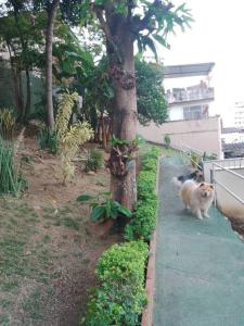 Dois gatos a descer um passeio ao lado de uma árvore em Casa Grande e Confortável no Rio de Janeiro
