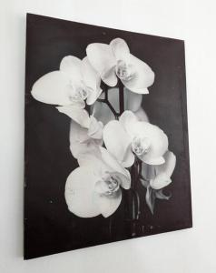 una imagen en blanco y negro de flores blancas en The Lilac Bungalow en Kingston