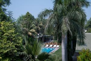 a palm tree next to a swimming pool with lounge chairs at Hotel Ranthambore Regency in Sawāi Mādhopur
