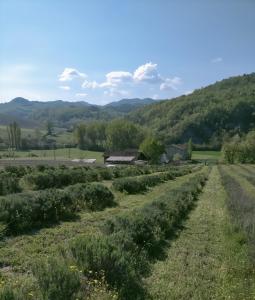 a field of crops with mountains in the background at La Locanda Del Molino in Fortunago