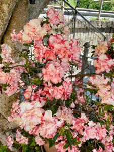 um ramo de flores cor-de-rosa num vaso em Casa Vacanze Marisa em Sesta Godano