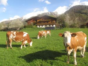 três vacas a pastar num campo em frente a um edifício em Klampererhof em Virgen