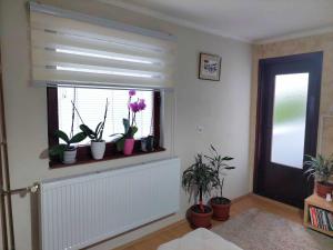 Guesthouse Jelena في فيشغراد: غرفة بها نافذة عليها نباتات خزف
