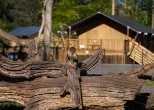 a toy boy sitting on top of a log at Knuthenborg Safaripark in Maribo