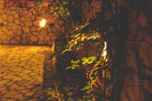 a plant next to a stone wall with a street at Althea Studios Lefkada in Agios Nikitas