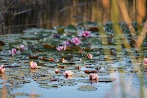 a bunch of pink flowers in a pond at Waterline in Bellbrae