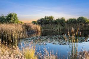 a pond with lots of ducks in the water at Waterline in Bellbrae