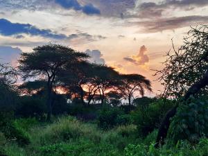 un groupe d'arbres dans un champ au coucher du soleil dans l'établissement Elephant lodge, à Kwa Kuchinia
