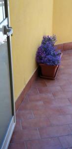 Kép Borgo San Giorgio Apartment szállásáról Castelmolában a galériában