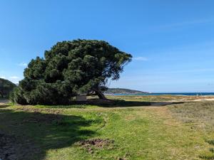 un árbol sentado en un campo junto al océano en A Torra, en Ville-di-Paraso