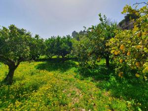 アルカモにあるVilla Tommaso Maruggi, Sicilia, con Jacuzzi e piscina privataのオレンジの木と黄花が咲くりんご園