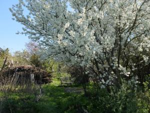 un árbol con flores blancas y un banco en un campo en Botanische Botschaft en Strodehne