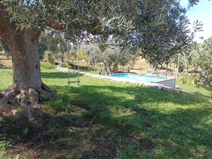 a tree in the grass next to a swimming pool at B&B La casa degli artisti in Ostuni