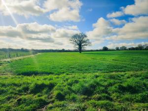 a tree in the middle of a green field at The Plough Inn Farmhouse - Private Holiday House in Lenwade