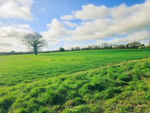 a large green field with a tree in the middle at The Plough Inn Farmhouse - Private Holiday House in Lenwade