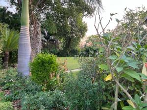 un jardín con una palmera en un parque en Golden bamboo, en Masvingo