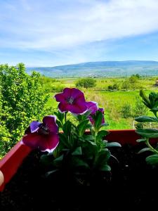 a plant with purple flowers on a window sill at Ferienhaus Biograci in Široki Brijeg +18 photos