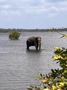 an elephant standing in a body of water at YOGA SHACK in Arugam Bay
