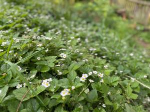 Billede fra billedgalleriet på Naše Chata U lesa i Rynoltice + 61 billeder