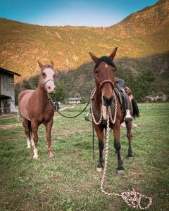 two horses standing next to each other in a field at Chalet Valchiavenna in San Cassiano