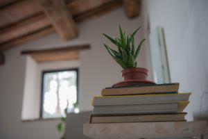 a stack of books with a potted plant on top at La casa del Colle in San Ginesio