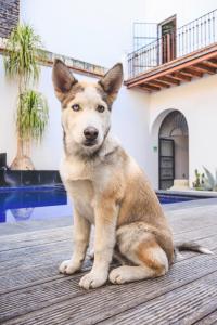 a dog sitting on a deck next to a pool at Hotel Boutique Naura Centro in Oaxaca City