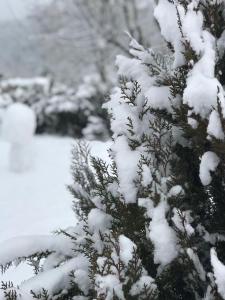 een met sneeuw bedekte dennenboom met sneeuw erop bij Villa Kartalkaya in Kındıra