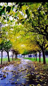 a path in a park with leaves on the ground at MAGİA HOTEL in Istanbul