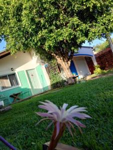 een plant in het gras voor een huis bij Linaje Hospedaje in Colón