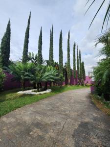 a row of trees in a park with a road at Motel Só Love 3 in Sao Paulo