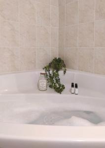 a plant sitting on top of a bath tub at Cosy du Birdie Logement 4 pers avec piscine in Giez