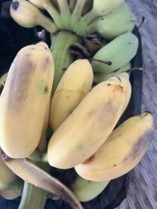 un montón de plátanos colgando de una planta en Beehive en Pamplemousses