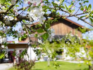 Zahrada ubytování Auszeit am Bauernhof