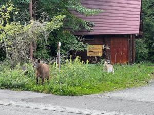 two animals standing in the grass in front of a building at irodori in Matsumoto