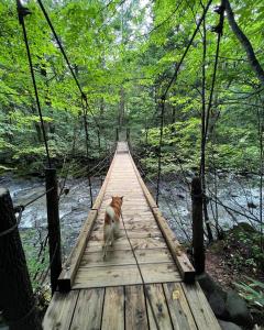 a cat walking across a wooden bridge over a river at irodori in Matsumoto