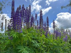 a bunch of purple flowers in a field at irodori in Matsumoto