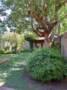 un perro caminando en un patio junto a una casa en Un ambiente cómodo y placentero, en Guaymallén