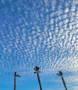 three palm trees in the sky with clouds at Monterrny in Seogwipo