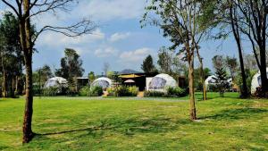 un grupo de cúpulas en un parque con árboles en Greatland Glamping Khao Yai Resort, en Ban Khanong Phra Tai